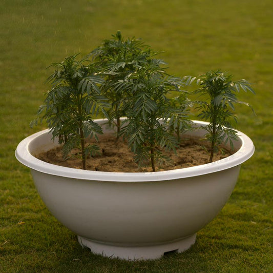 Round fiberglass bowl planter with 10.5” height and 24” diameter, perfect for indoor and outdoor use.